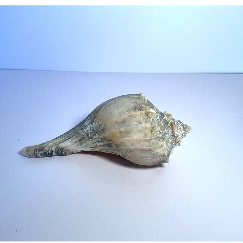 Beautiful NJ Knobbed Whelk shell NJ Beach 8" - Picture 5 of 5